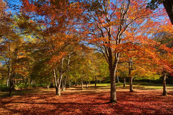 Herbstlaub Park — Stockfoto