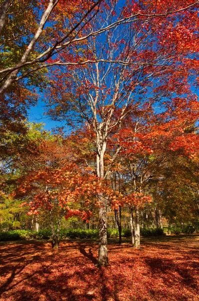 Herbstlaub Park — Stockfoto