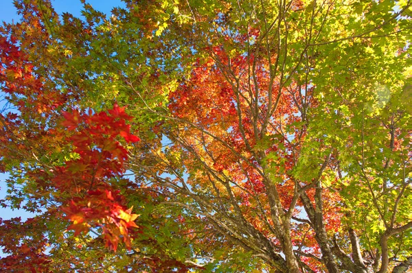 Feuilles Automne Hokkaido — Photo