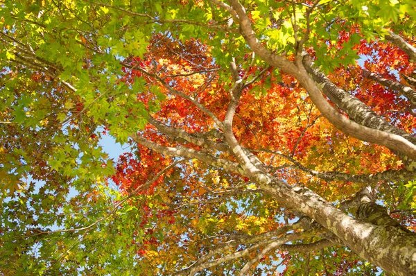 Herfstbladeren Hokkaido — Stockfoto