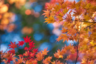 Hokkaido'da sonbahar yaprakları