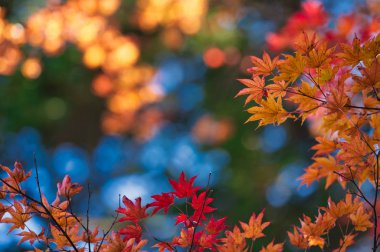 Hokkaido'da sonbahar yaprakları