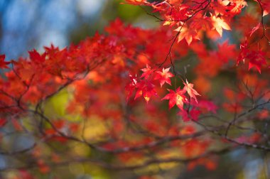 Hokkaido'da sonbahar yaprakları