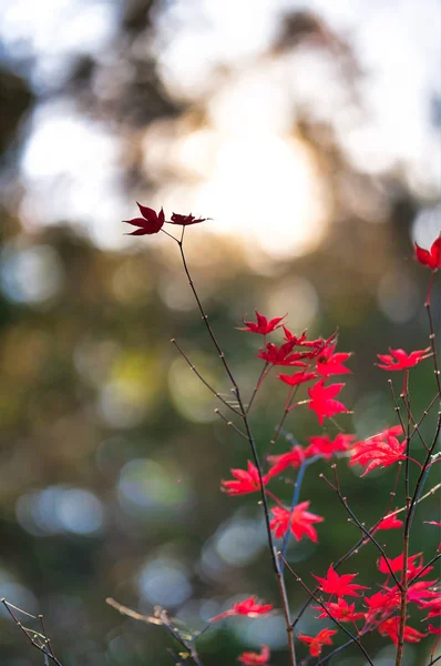 Φθινοπωρινά Φύλλα Στο Χοκάιντο — Φωτογραφία Αρχείου