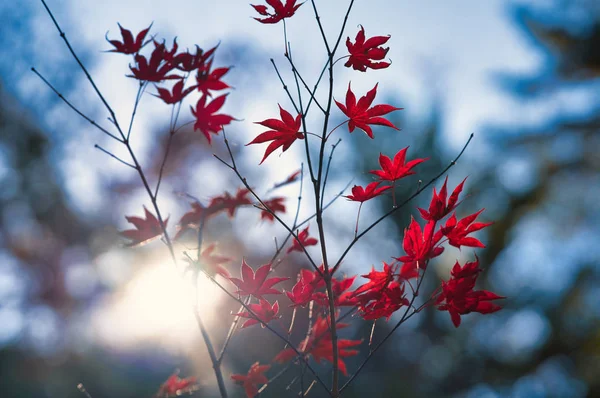 Folhas Outono Hokkaido — Fotografia de Stock