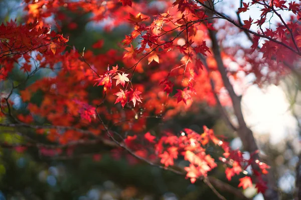 Höstlöv Hokkaido — Stockfoto