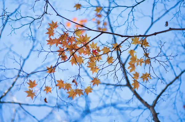 Hokkaido Sonbahar Yaprakları — Stok fotoğraf