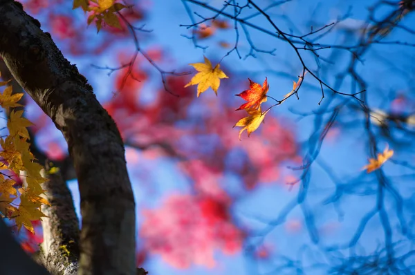 Autumn Leaves Hokkaido — Stock Photo, Image