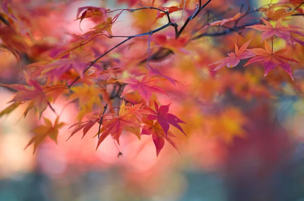 Herbstblätter Hokkaido — Stockfoto