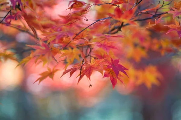 Hojas Otoño Hokkaido — Foto de Stock