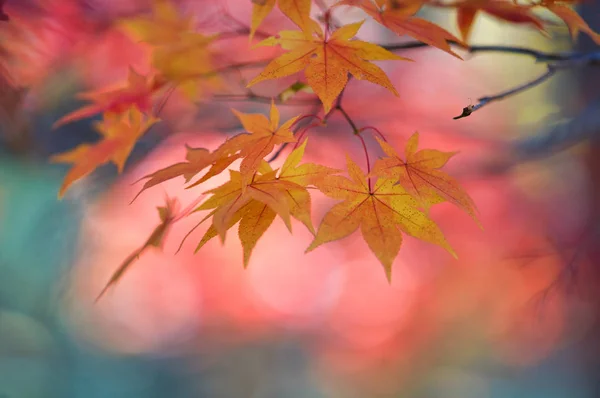 Herfstbladeren Hokkaido — Stockfoto