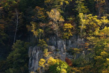 uçurum ve sonbahar yaprakları