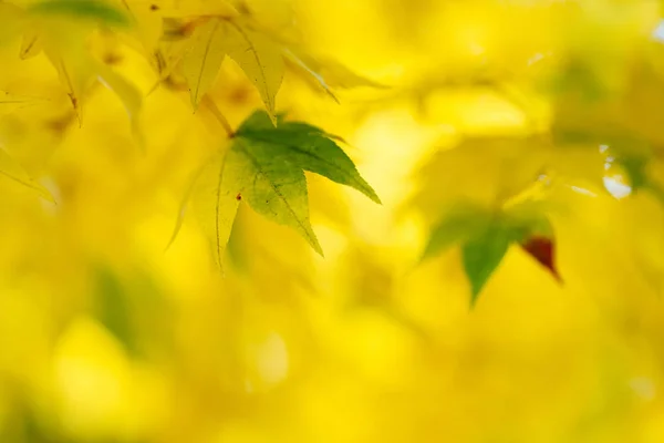 Hojas Amarillas Otoño Japón — Foto de Stock
