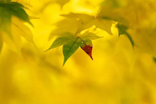 Yellow Autumn Leaves Japan — Stock Photo, Image