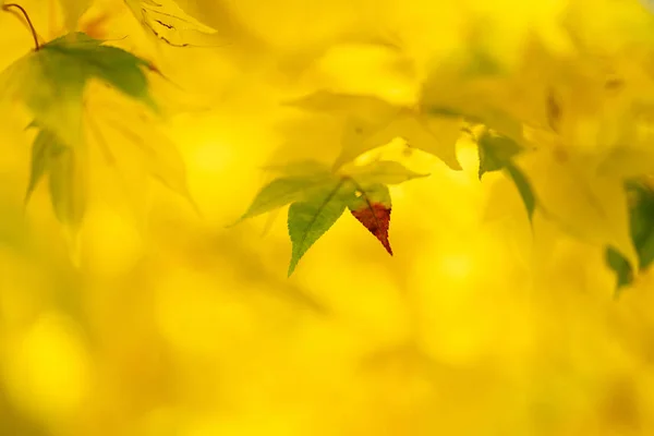Japonya Sarı Sonbahar Yaprakları — Stok fotoğraf