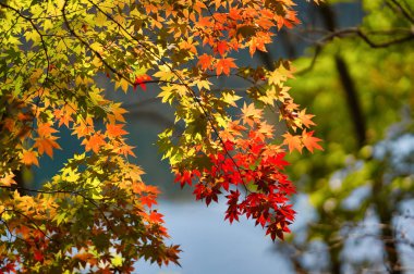 Sonbahar yaprakları nehrin yanında