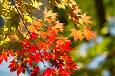 Sonbahar yaprakları nehrin yanında