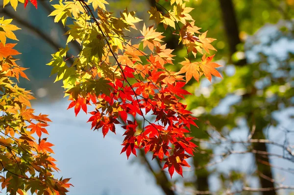 Осенние Листья Реки — стоковое фото