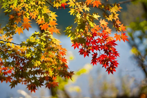 Hojas Otoño Cerca Del Río — Foto de Stock