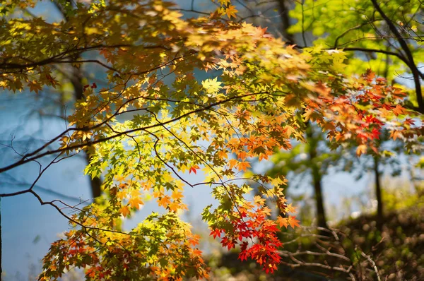 Herfstbladeren Bij Rivier — Stockfoto