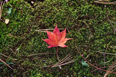 Sonbaharda dökülen yapraklar