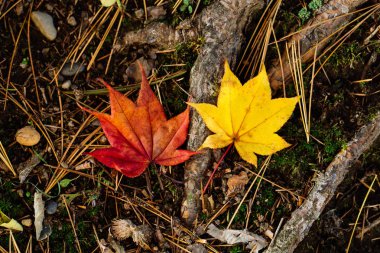 Sonbaharda dökülen yapraklar