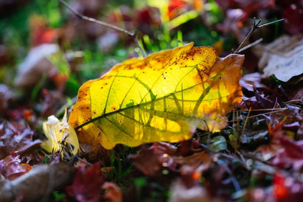Folhas Caídas Outono — Fotografia de Stock