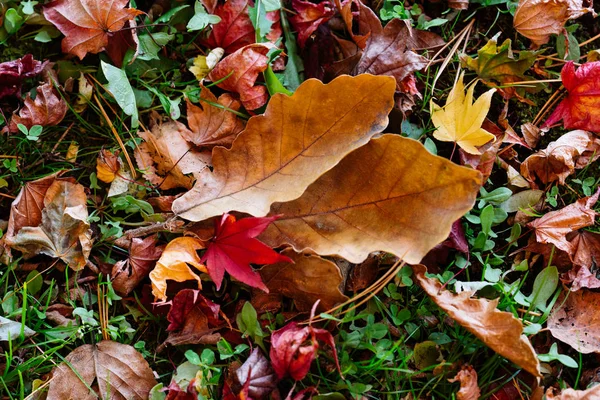 Fallendes Laub Herbst — Stockfoto