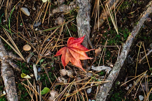 Feuilles Tombées Automne — Photo