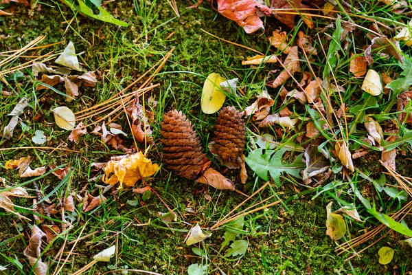 Fallen Leaves Autumn — Stock Photo, Image