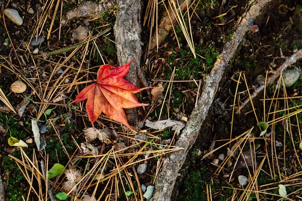 秋に落ち葉 — ストック写真
