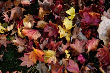 Sonbaharda dökülen yapraklar