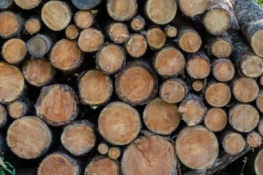 Hokkaido japan 'da odun