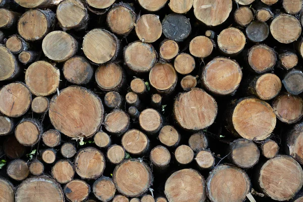 Holz Hokkaido Japan — Stockfoto