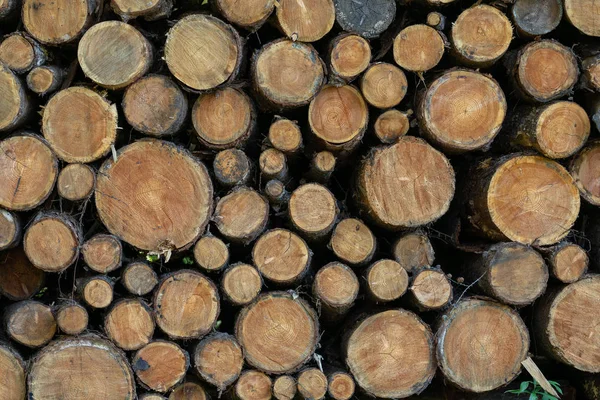 Holz Hokkaido Japan — Stockfoto