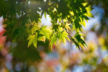 Hokkaido'da sonbahar yaprakları