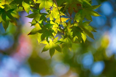 Hokkaido'da sonbahar yaprakları