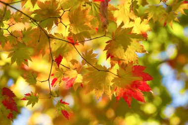 Hokkaido'da sonbahar yaprakları