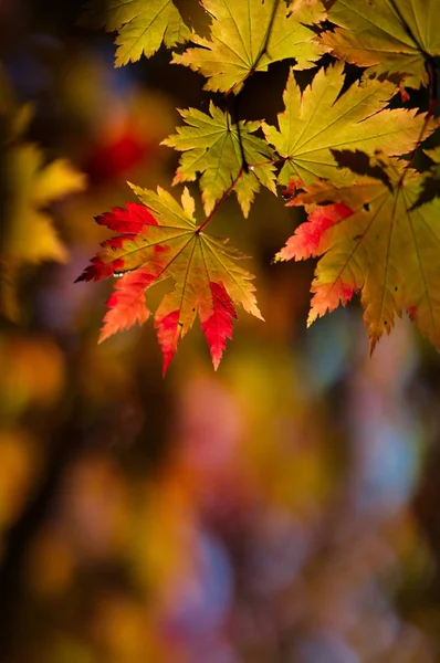 Höstlöv Hokkaido — Stockfoto