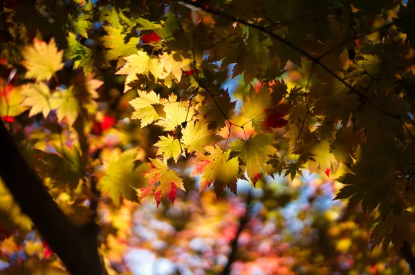 Herfstbladeren Hokkaido — Stockfoto