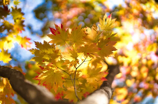 Hojas Otoño Hokkaido —  Fotos de Stock