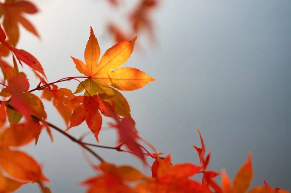 Foglie Autunnali Hokkaido — Foto Stock