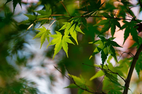 Podzimní Listí Hokkaido — Stock fotografie