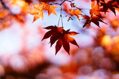 Hokkaido'da sonbahar yaprakları