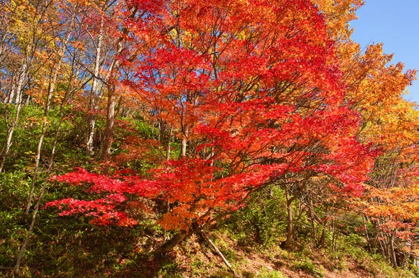 Ősz Tomuraushi Hokkaido — Stock Fotó