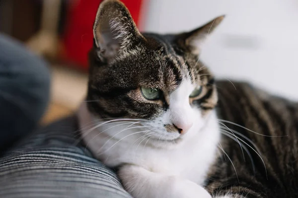 Gato Japón Casa — Foto de Stock