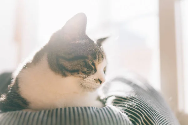 日本の家の猫 — ストック写真