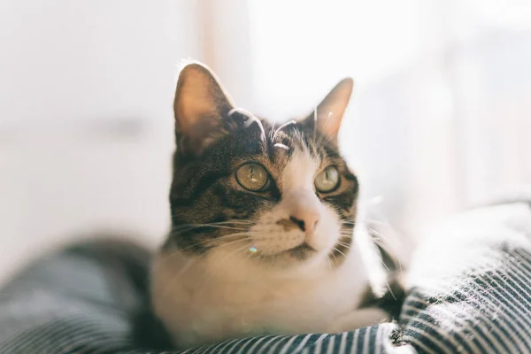 Gato Japón Casa — Foto de Stock