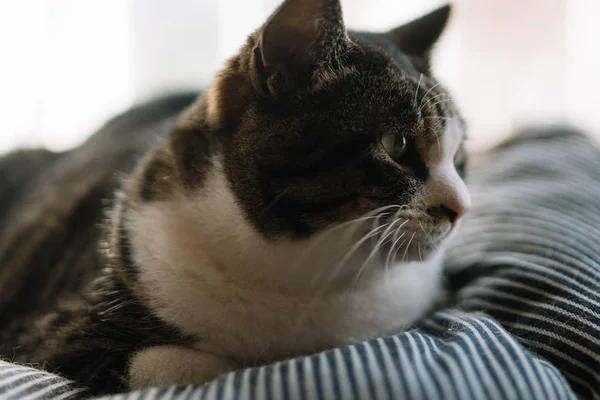 Gato Japón Casa — Foto de Stock