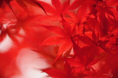 Sapporo 'da sonbahar yaprakları